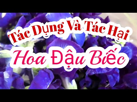 Video: Những Chiếc ô Duyên Dáng Của Loài Hoa đậu Biếc. Đặc Tính Dược Liệu