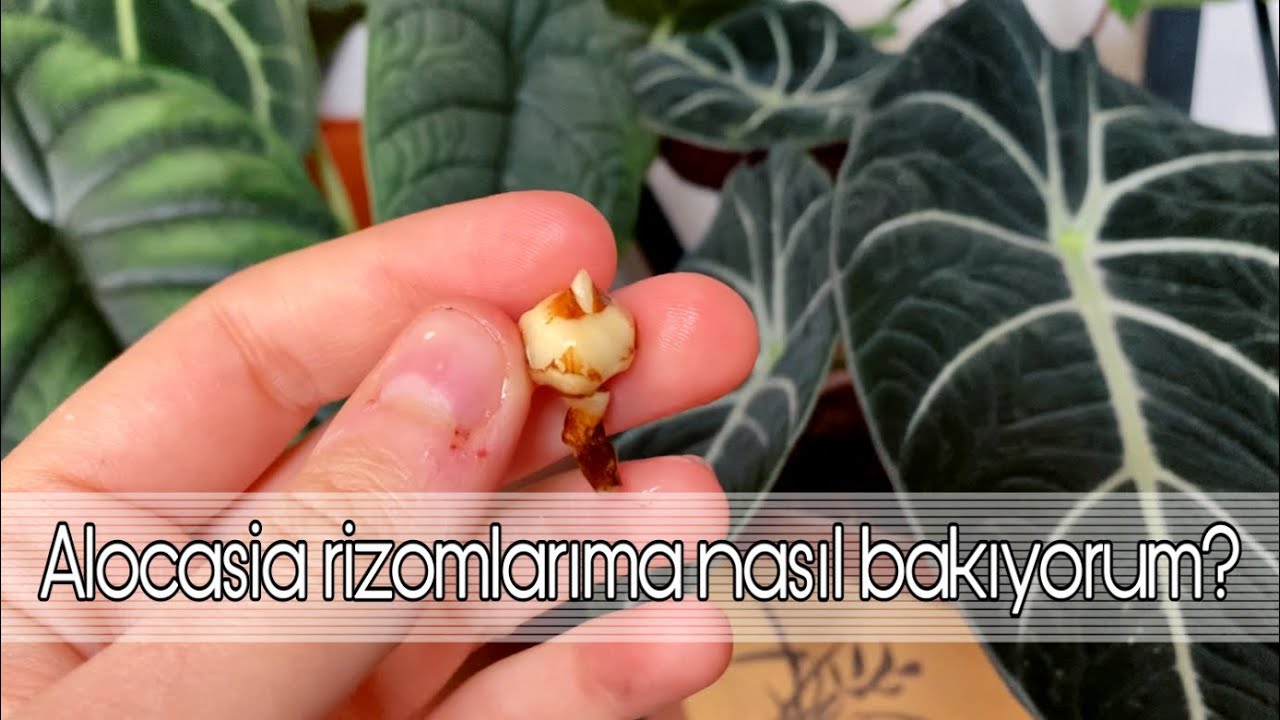 Alocasia rizomlarıma nasıl bakıyorum?