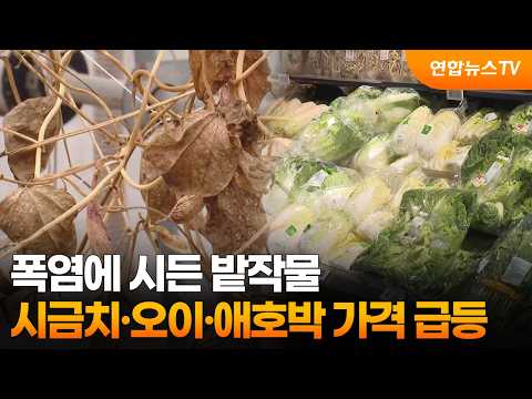 폭염에 시든 밭작물…시금치·오이·애호박 가격 급등 / 연합뉴스TV (YonhapnewsTV)