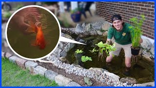 Adding Koi, Goldfish, & Plants To The New Pond!