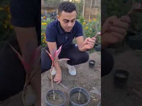 طريقة زراعة نبات الكوردالين الدراسينا الحمراء