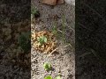 Ants Collecting Food