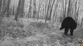 Coyote_bear🐺