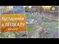 Кустарники в Лесосаду (Канада)