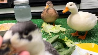 レタスを食べるアヒルと飼い主を妨害するアヒル。