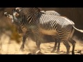 A Zebra Dance At The LA Zoo