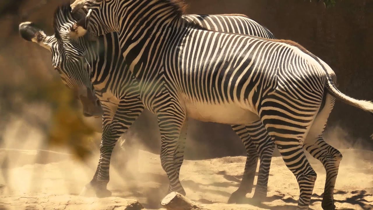 A Zebra Dance At The LA Zoo YouTube