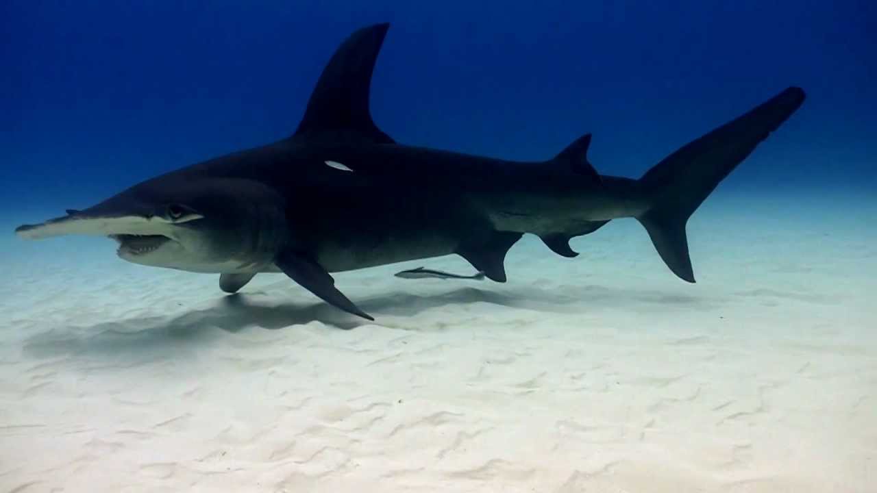 What is the largest hammerhead shark?