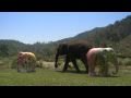 Marco evaristti  maler elefanter hjulpet af elefanter  spies rejser