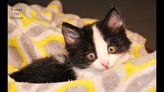 Cute Kittens Doing Stuff ~ Foster Litter #25
