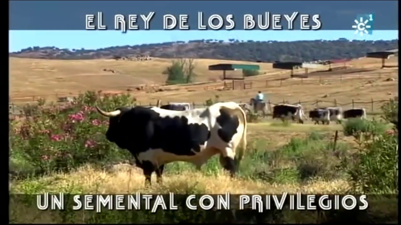 El Rey De Los Bueyes, Un Semental Con Privilegios