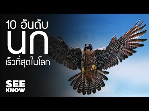 วีดีโอ: นกอะไรเร็วที่สุดในโลก