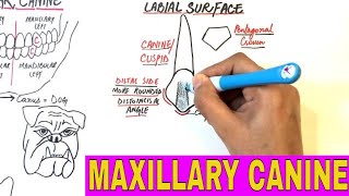 Anatomy of Maxillary Canine  Tooth Morphology