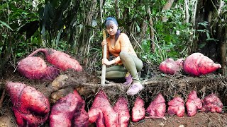 Digging Wild Ginseng In The Deserted Forest Go to Market Sell - Rural Life | Phuong Daily Harvesting by Phuong Daily Harvesting 34,698 views 9 days ago 12 hours