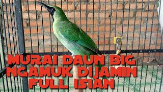 murai daun big ngamuk dijamin full isian suara super besar dan keren cocok untuk masteran