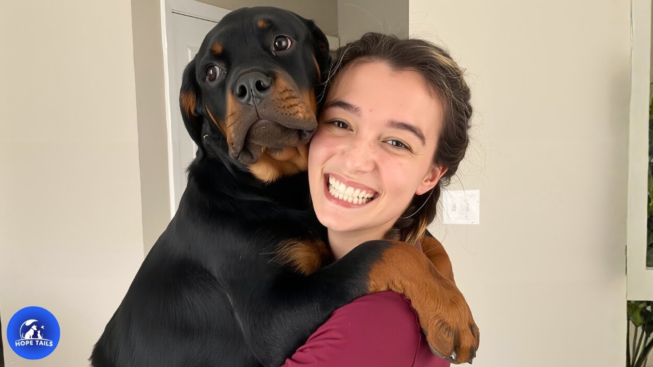 Люди боялись её ротвейлера, пока не увидели, как он исцелил женщину, спасшую его душу.