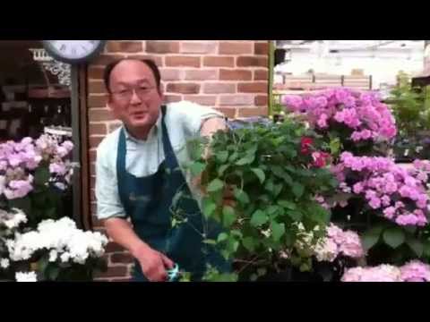 クレマチス新枝咲きの剪定方法 Youtube