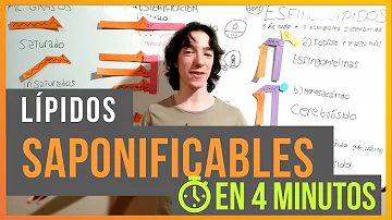 ¿Qué función tienen los lípidos saponificables?