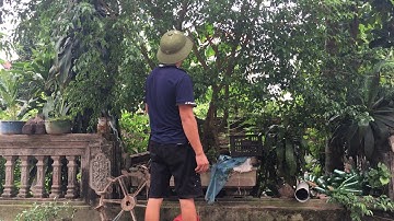 Cắt Tỉa Cây Xanh Lâu Năm _ Tạo Dáng Mới || Thảo Vlogs