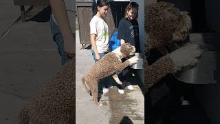 Portuguese Water dog demands water ! Too cute! #portuguesewaterdog #demand #water #shorts #toocute