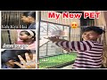 My first pet  crazy family reaction  red iguana rehan khan vlogs