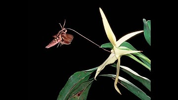 PLB 112 Video Project: Coevolution of Plants and Pollinators