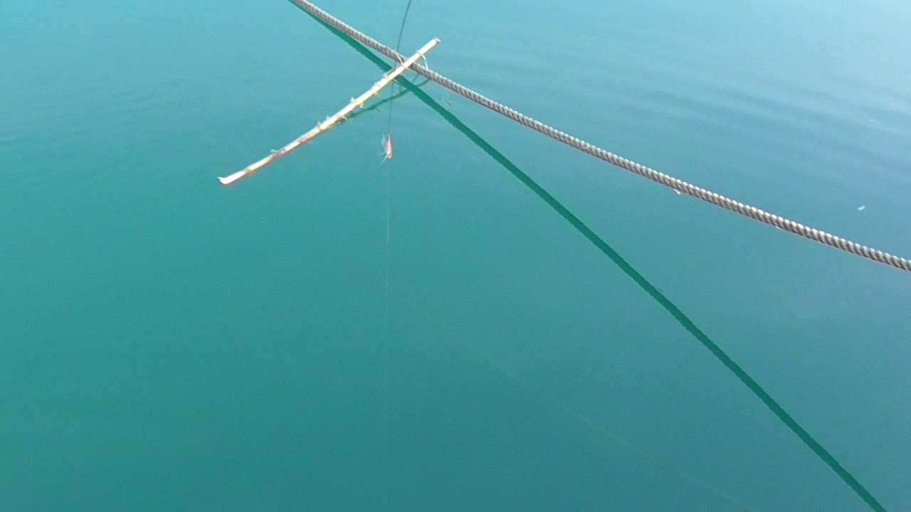 サビキ釣りなら軽くて竿がよく曲がる のべ竿 がおすすめ 釣太郎ブログ