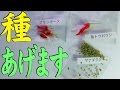 健啖隊御用達の香辛料の種子を配布のお知らせ