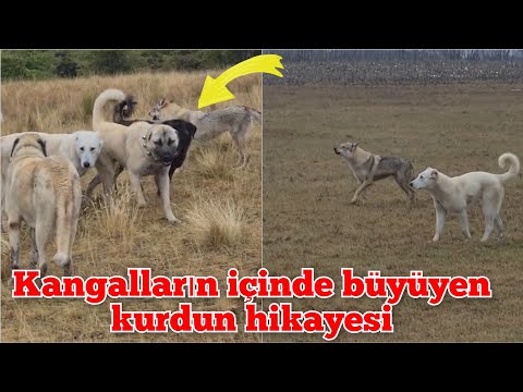 Video: Wolfdogs: Melez Bazı Devlet Yasaları Kısıtlıyor