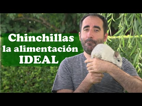Video: Alimentación Correcta De La Chinchilla