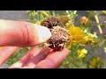 Chrysanthemum seeds Collection Step by Step