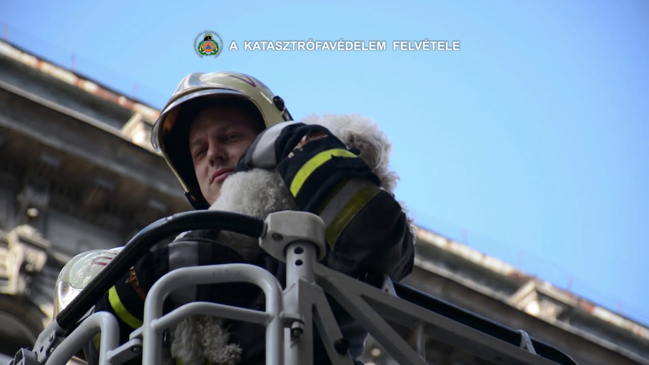 Kutya mentése az épület párkányáról | TŰZOLTÓK BEVETÉSEN