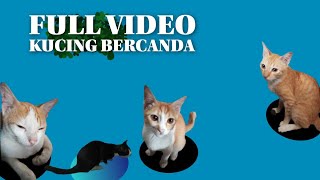 Kerusuhan Trio Kucing Oren   Robin