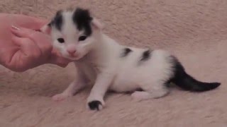 Успех- Мейн кун кот арлекин Успех- Мейн кун кот арлекин