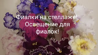 Освещение фиалок на стеллаже