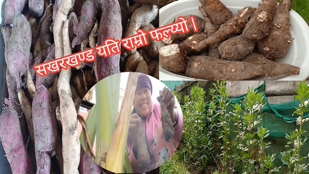 सखरखण्ड यति राम्रो फल्य्यो //पिडालु, बकुल्ला पनि राम्रो भयो|@ShashikalaRai3 