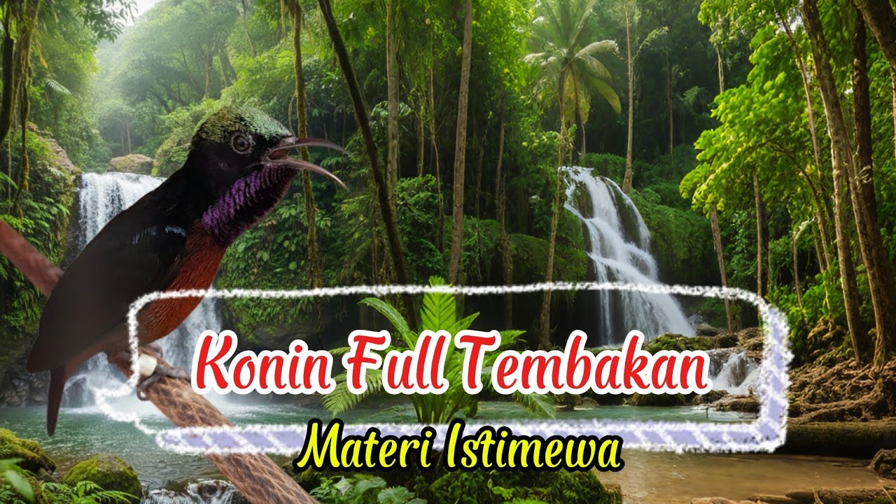 Konin Tembakan Kombinasi cocok Untuk Masteran Juara #masterankonin #kolibrininja #konin #konindacok 