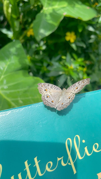 The Grey pansy butterfly 🦋 #entomology #insects #nature #dttg #butterflyshorts #butterflyhouse