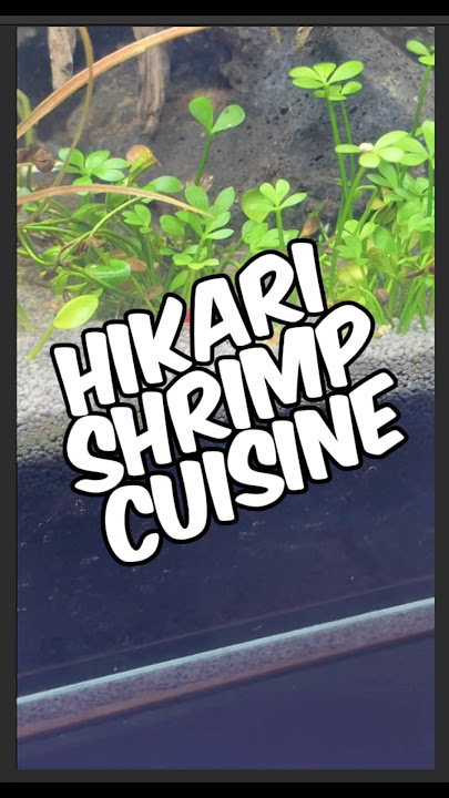 A Quick Hikari Shrimp Cuisine Review!