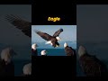 Modern Birds That Used To Be Dinosaurs pt. 2 🔥🔥