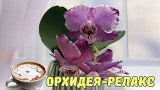 Орхидейный релакс. Phalaenopsis Taida Cappuccino