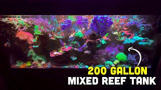 This 9 Year Old Aquarium is PACKED with Corals