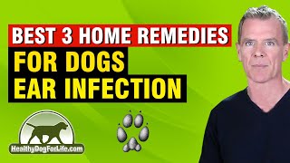 Dog ear infection home remedy (3 natural ways that work)