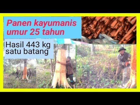 Video: Penanaman Kayu Manis Ceylon - Maklumat Mengenai Tumbuhan Cinnamomum Zeylanicum