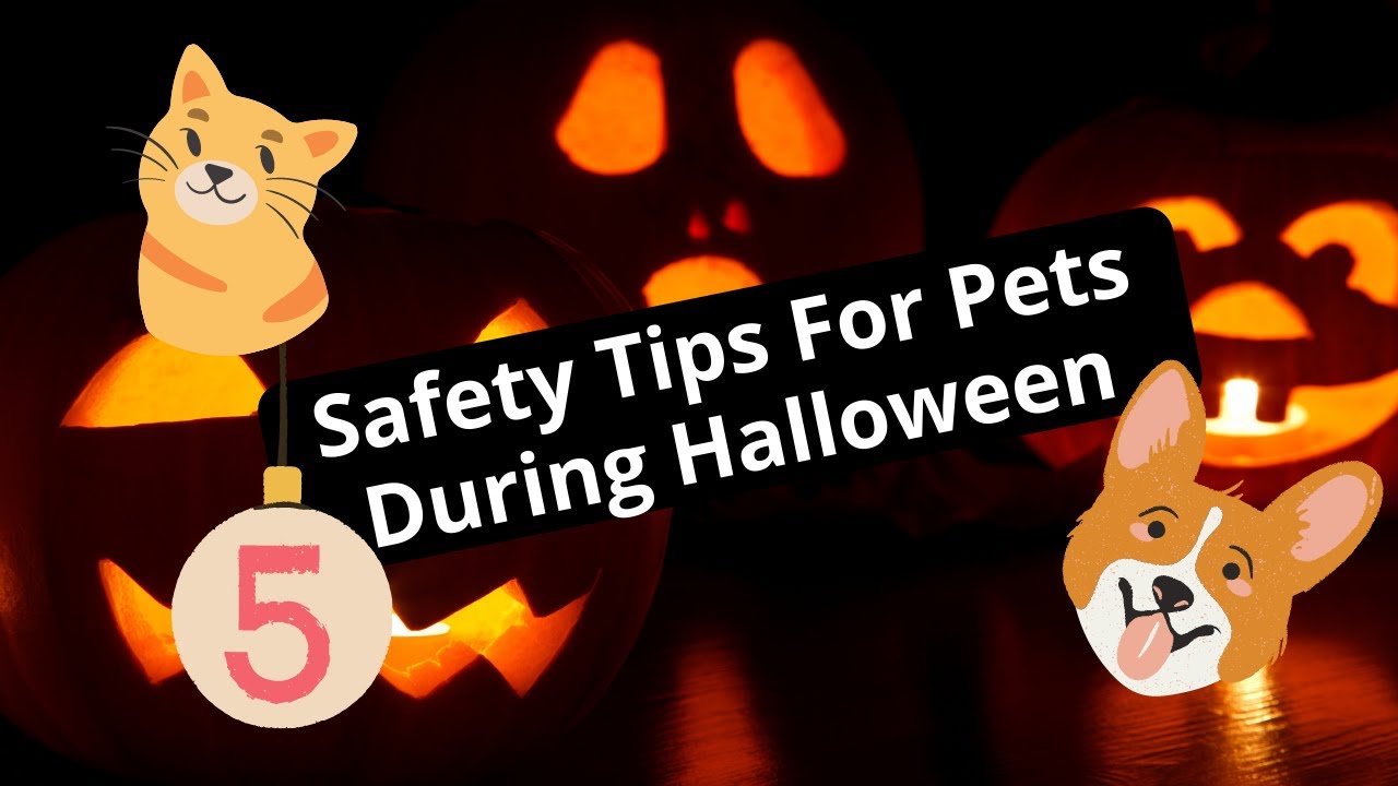 5 Safety Pet Tips During Halloween | Beattie Animal Hospital