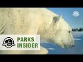Polar bears in Wapusk National Park