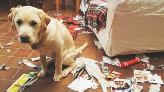 GUILTY DOGS CAUGHT!  Funny Pets & Cute Animals Compilation
