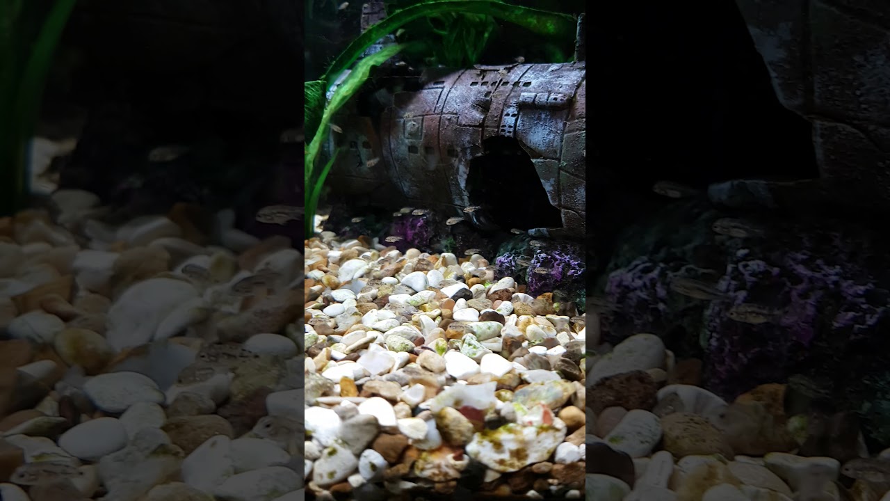 Cichlid fry - Growth update (about a month old) - YouTube