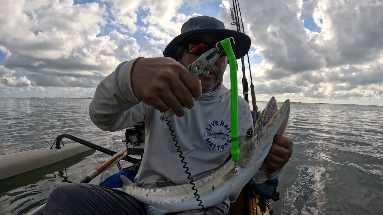 Настало время барракуды? Зимние барракуды на мелководье Флоридских островов.