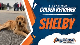 Golden Retriever,1 Year Old, Shelby | Best Dog Trainers Northern VA, | Off Leash K9